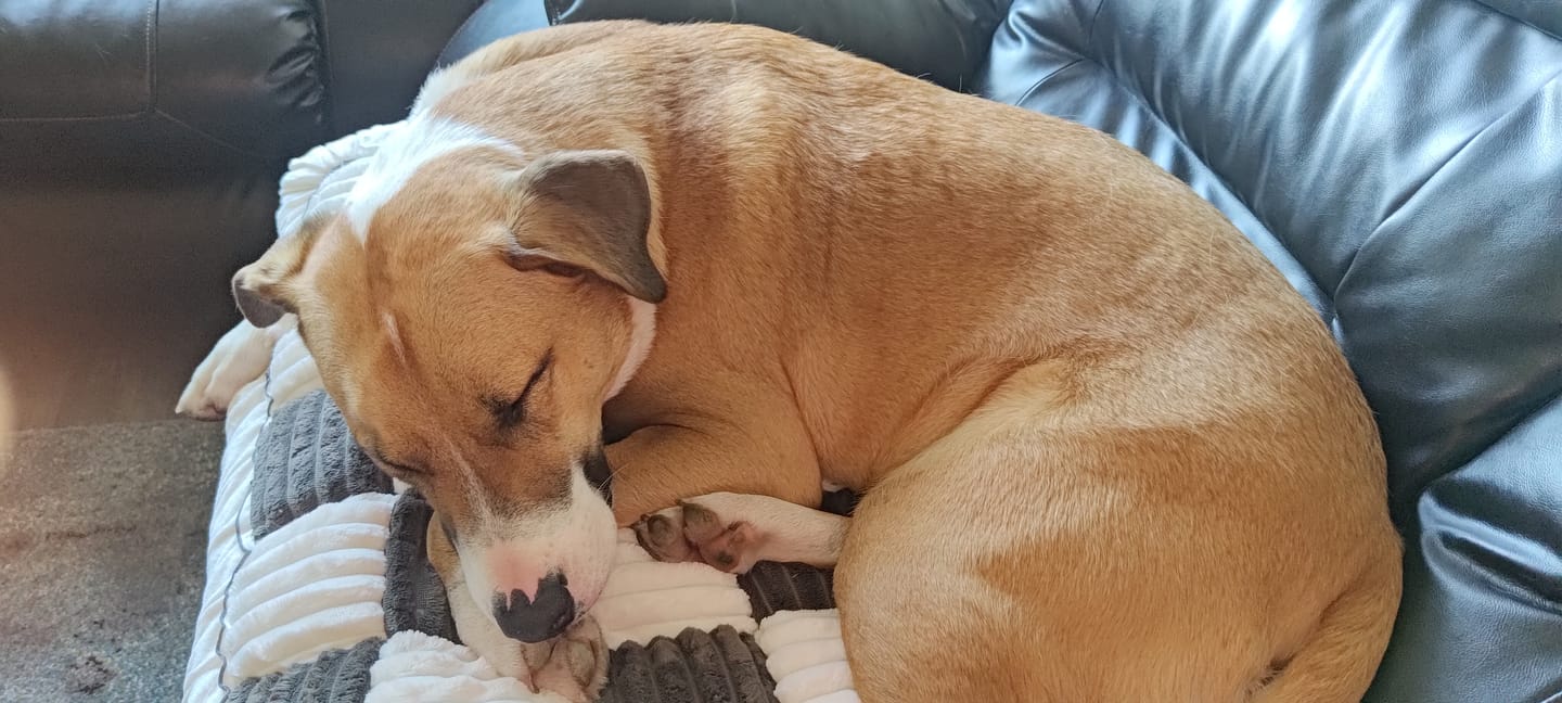 Customer photo review of NEW 2-in-1 Furniture Protector & Dog Bed Couch Cover with Thick Orthopedic Padding, Non-Slip Grip, Scratch-Resistant Surface & Machine-Washable Fabric