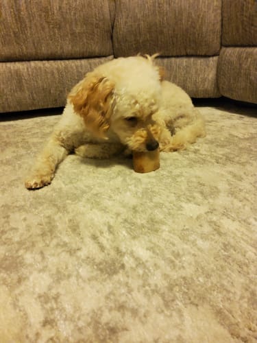 Customer photo review of Smoked Beef Marrow Bone