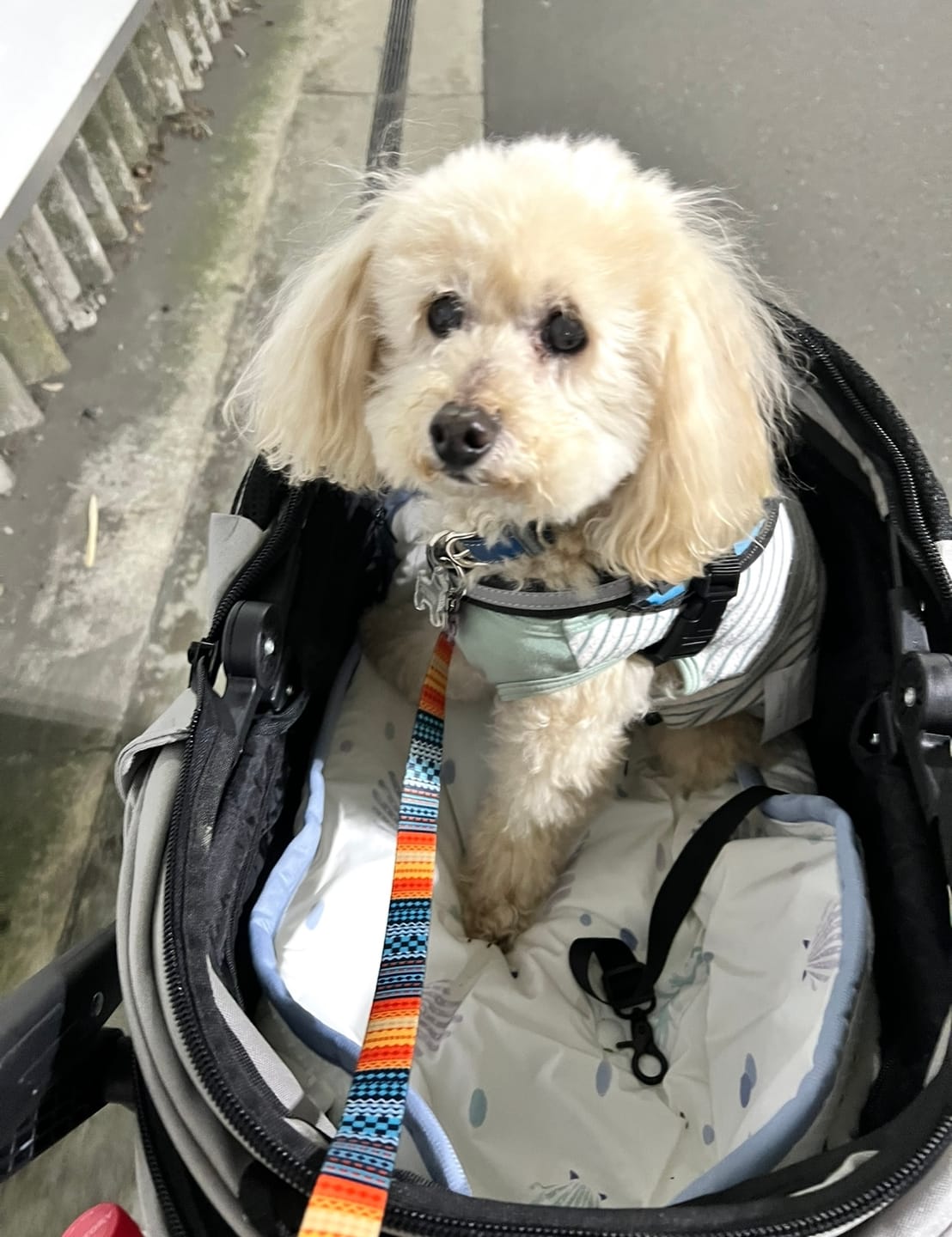 Customer photo review of FunFunPet おしゃれ リード