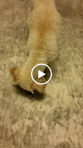 Customer video review of Smoked Beef Marrow Bone