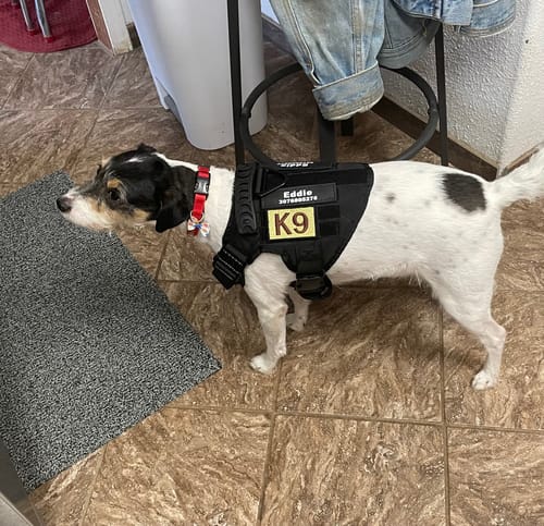 Customer photo review of Classic Heavy-Duty Tactical No-Pull Team K9™ Dog Harness With Front & Back D-Rings, Quick-Release Metal-Buckles, Hook & Loop Panels, & Top Handle