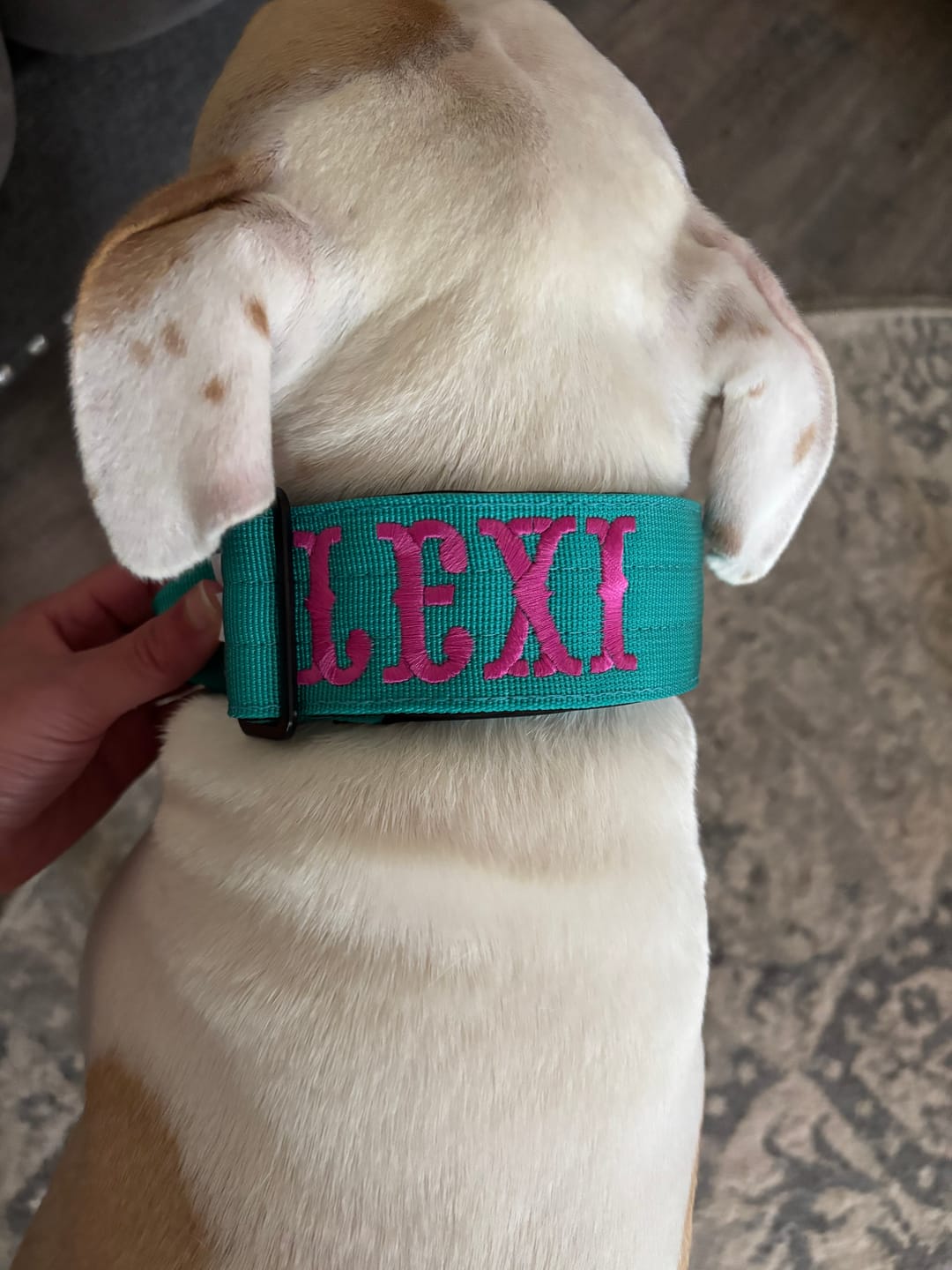 Customer photo review of 5cm Combat® Collar | With Handle & Secure Clip - Turquoise