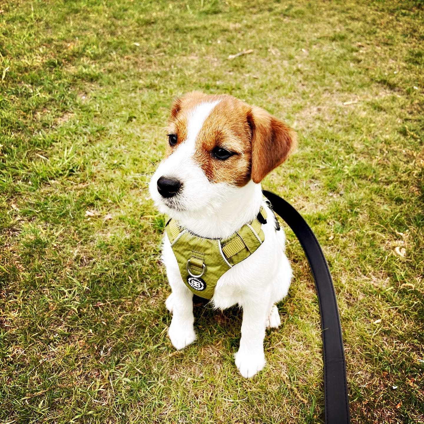 Customer photo review of Air Harness | Anti-Pull & With Handle - Purple
