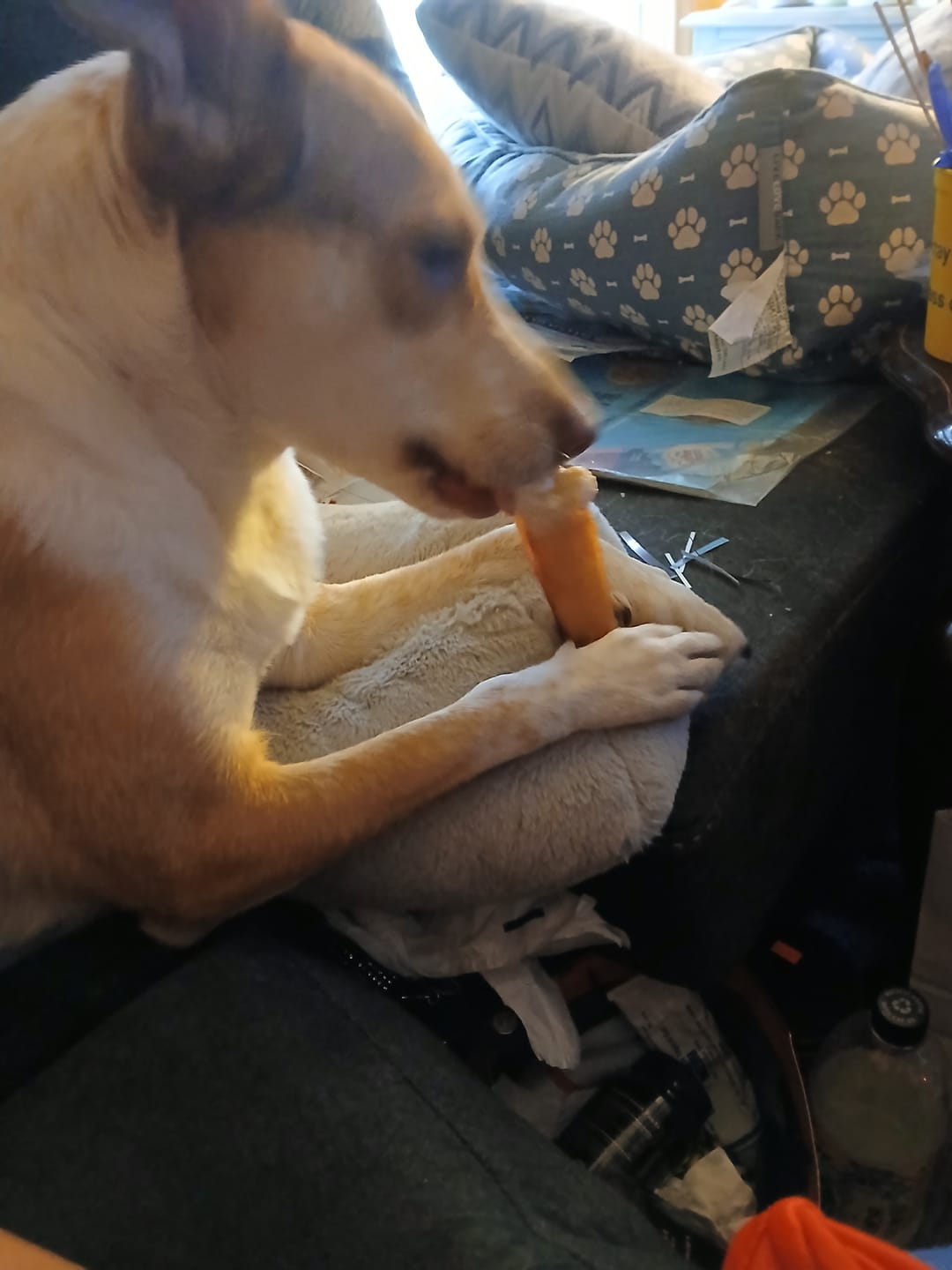 Customer photo review of Strawberry Himalayan Yak Chew (MEDIUM)
