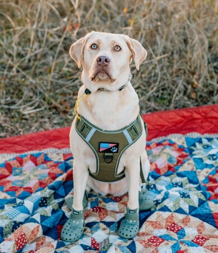 Customer photo review of WagWellies® Mojave