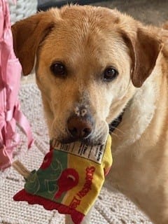 Customer photo review of Royal Canin Gastrointestinal Low Fat + Hydrolyzed Protein Dry Dog Food