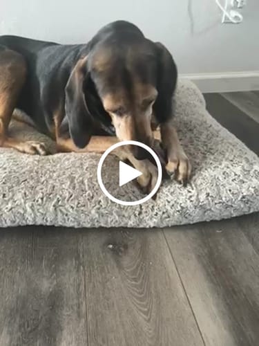 Customer video review of Blueberry Yak Chews One Size Fits All