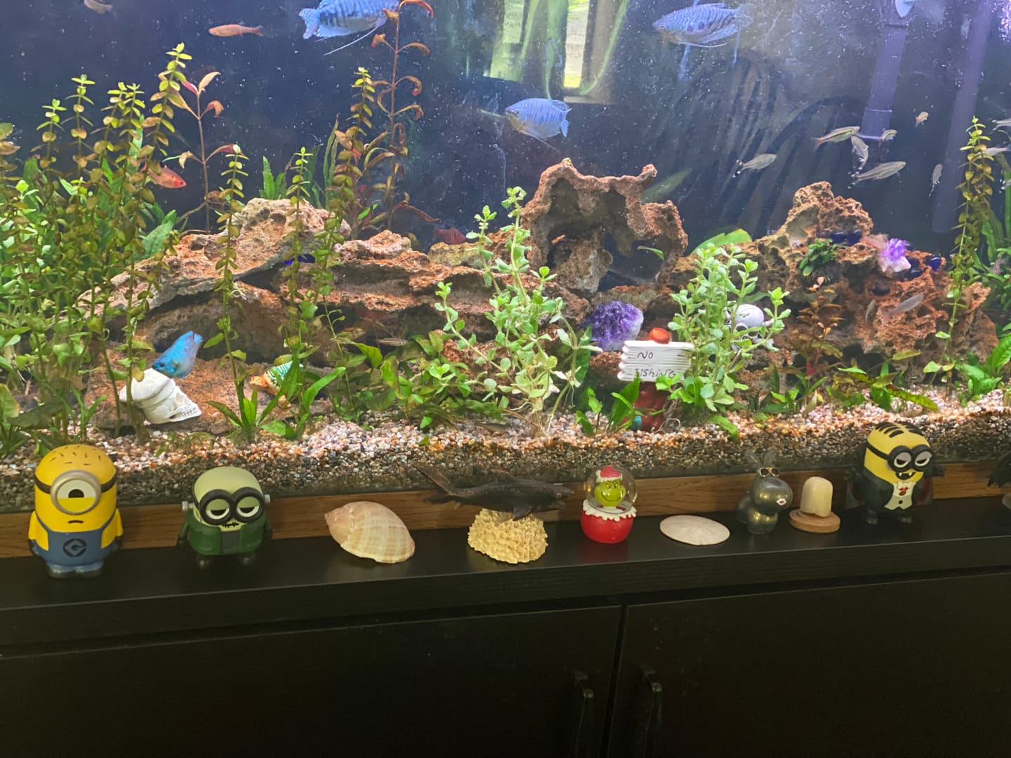 Customer photo review of Water Wisteria (Hygrophila difformis)