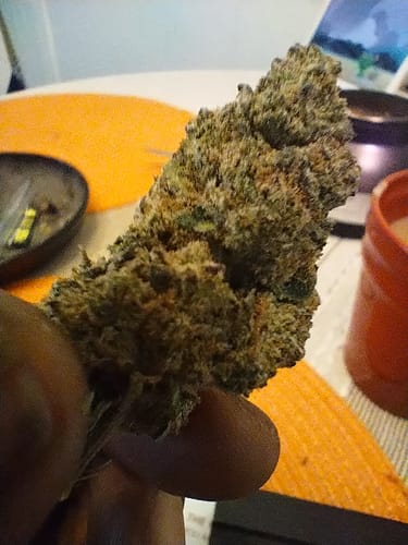 Customer photo review of Gary Payton THCA Flower