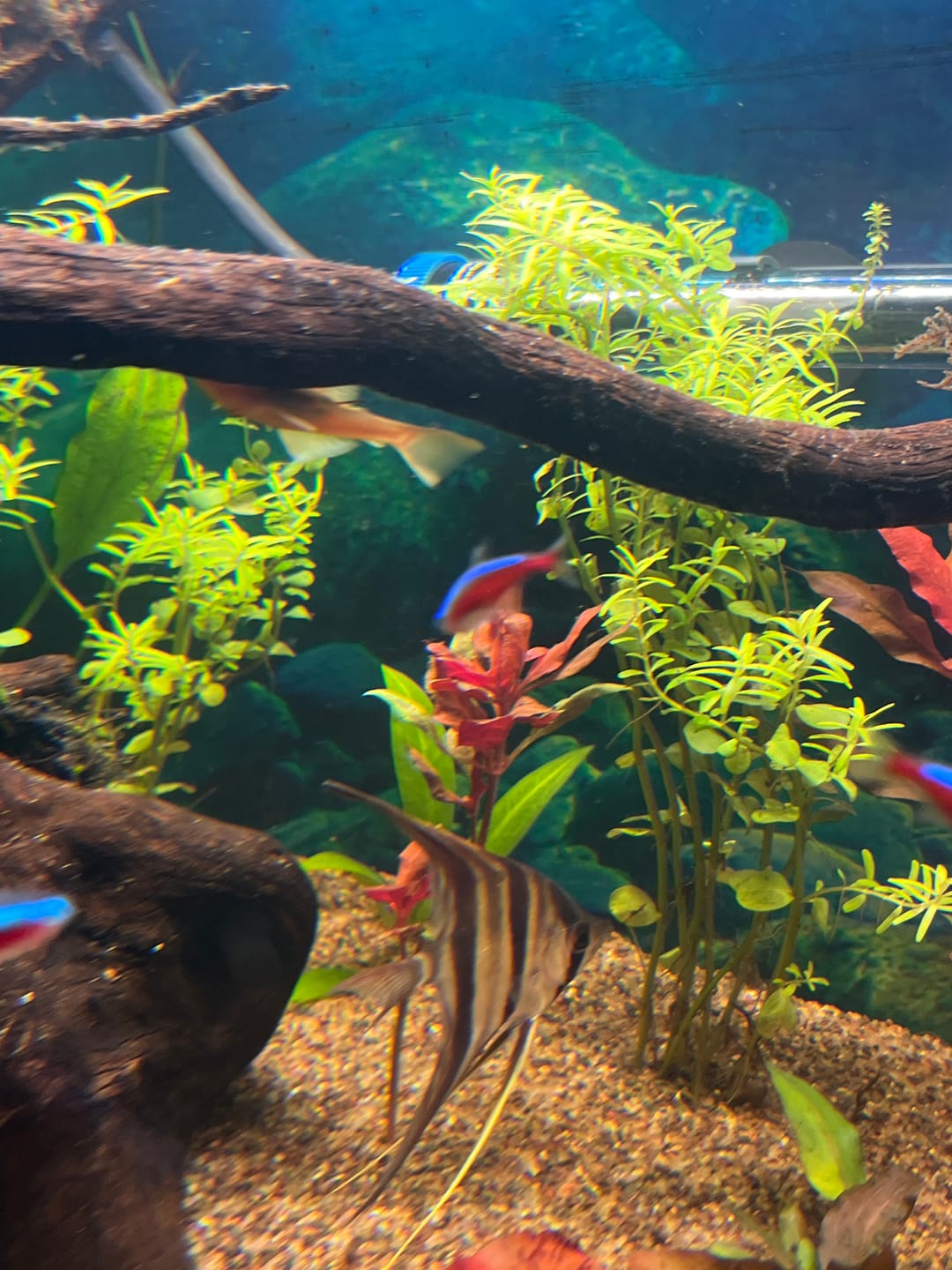 Customer photo review of Rotala Rotundifolia