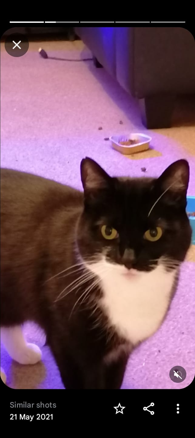 Customer photo review of Cat Duo Pack