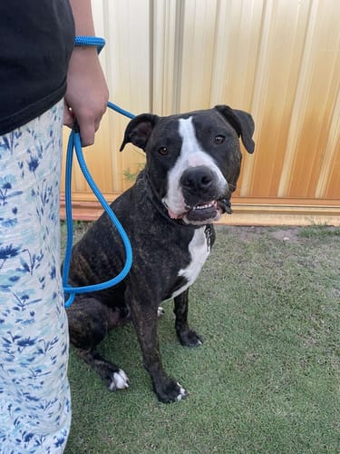 Danika S. review of Soft Rope Slip Lead 8mm image 1 out of 2