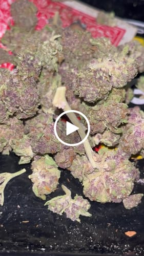 Customer video review of Tahoe OG - 14 Grams Littles - Indica