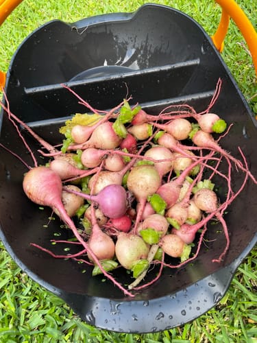 Customer photo review of Radish (Watermelon Radish)