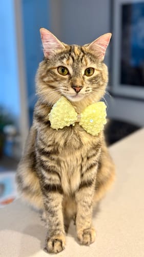 Customer photo review of Floral Mesh Lace Accessory Set: Pet Birthday Hat & Bow Tie Combo