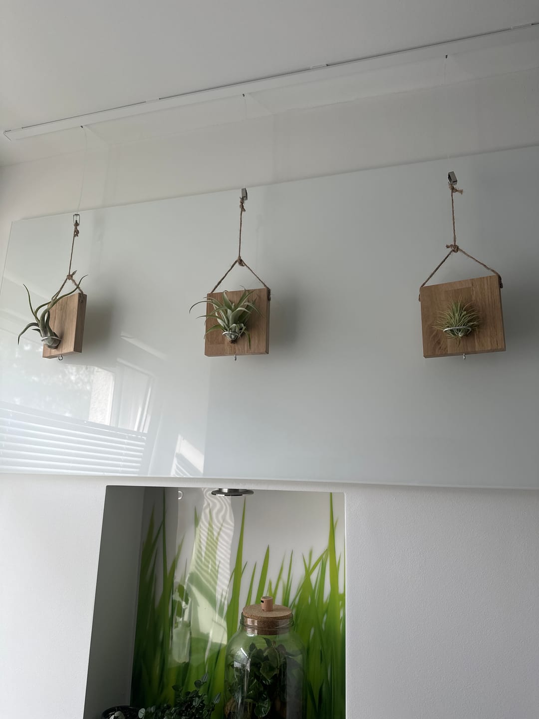 Customer photo review of Tillandsien Kachel - hängend