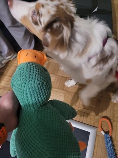 Customer photo review of Calming Duck Toy
