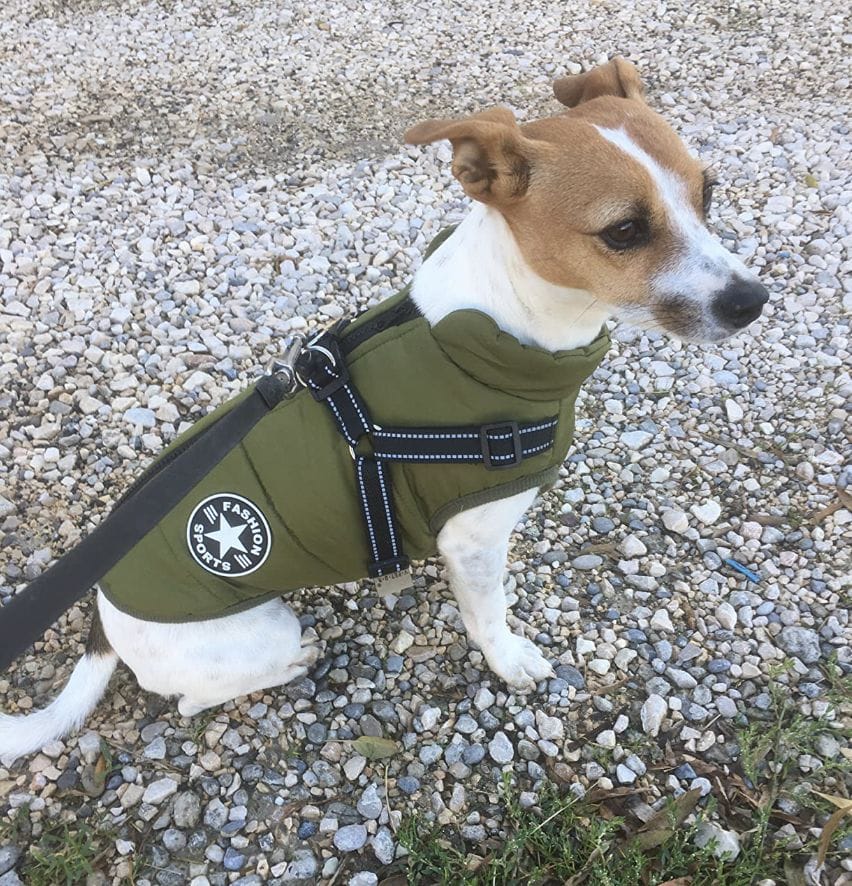 Customer photo review of DoggyKing™ 3 in 1 Jacket