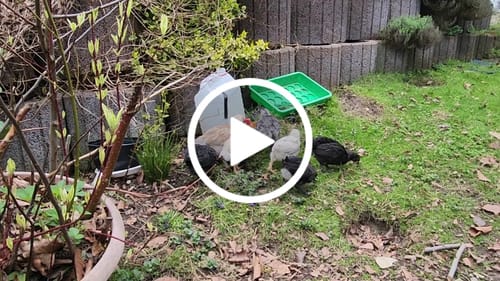 Customer video review of BSF Larven - getrocknete Soldatenfliegenlarven