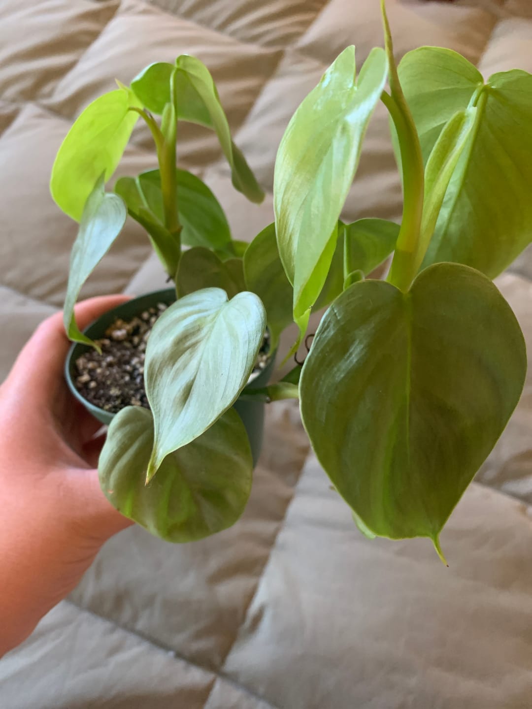 Customer photo review of Philodendron pteropus aff. 'Silver'