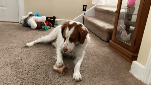 Customer photo review of Smoked Beef Marrow Bone