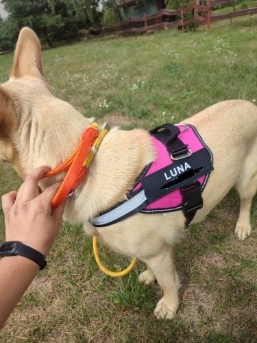 Customer photo review of DoggyKing™ 3 in 1 Jacket