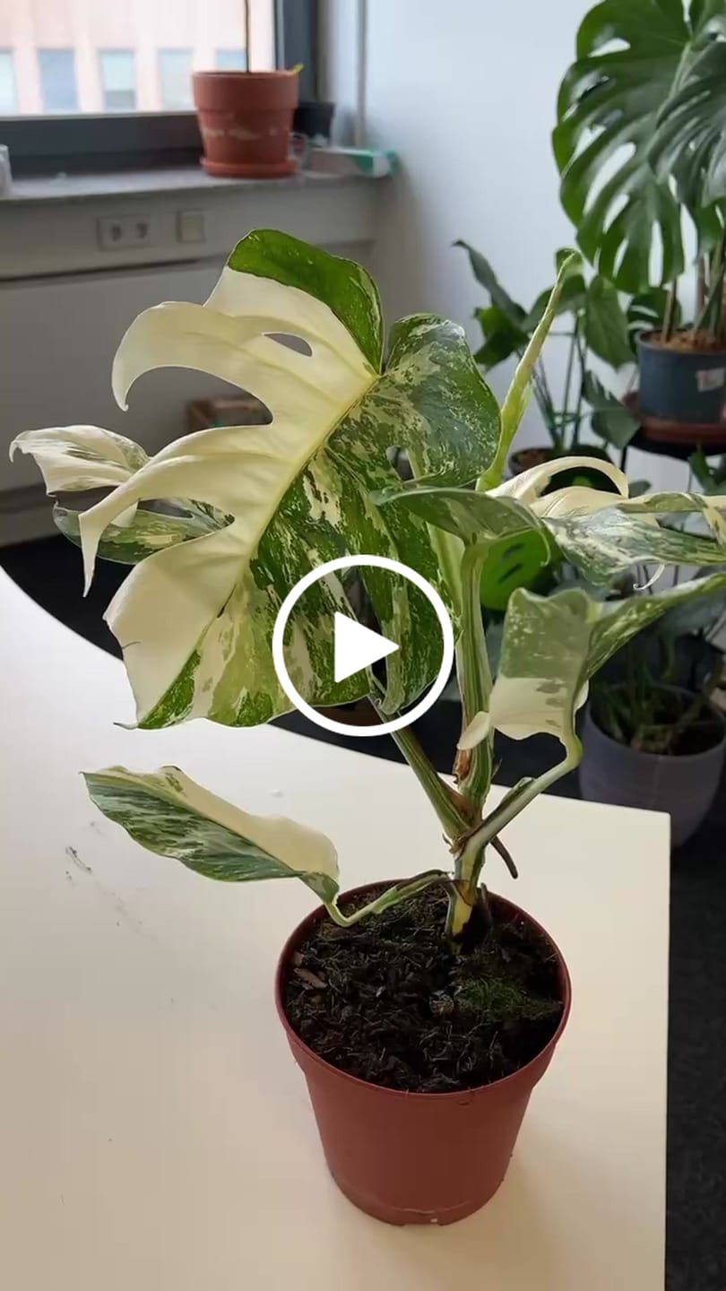 Customer video review of Monstera Deliciosa Variegata