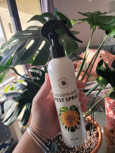 Customer photo review of Houseplant Pest Spray