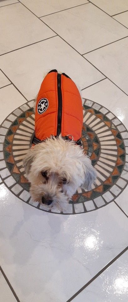 Customer photo review of DoggyKing™ 3 in 1 Jacket