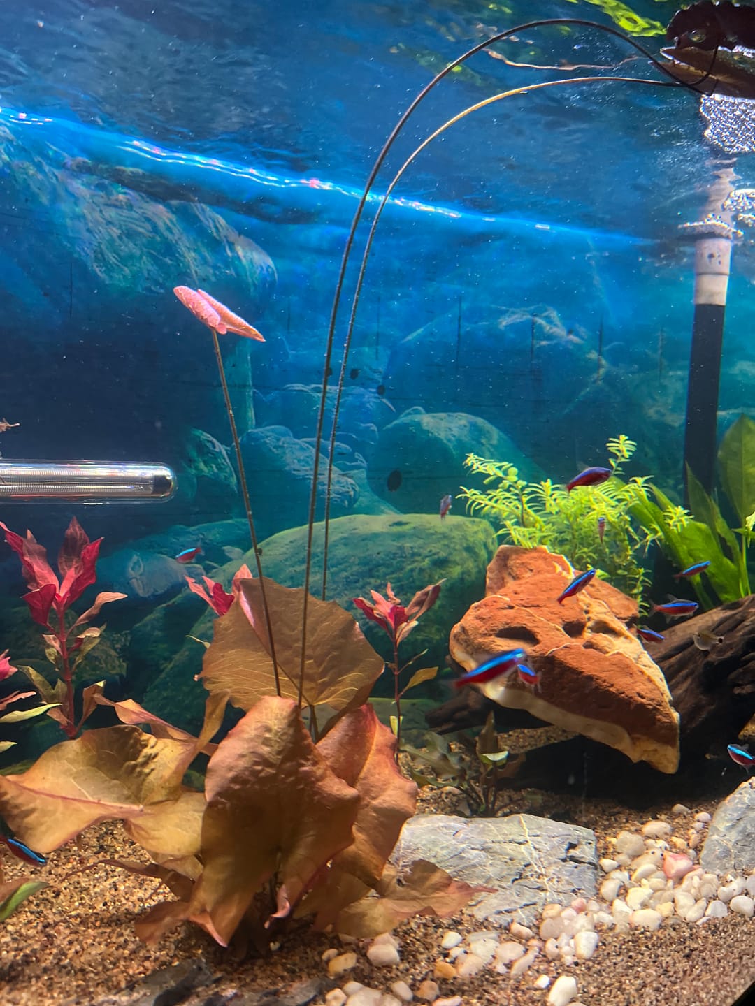 Customer photo review of Dwarf Aquarium Lily (Nymphaea stellata)