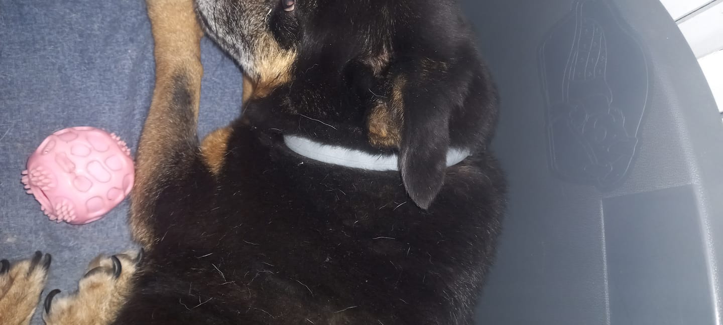 Customer photo review of SERESTO CANI +8 Kg - Liberati di Pulci e Zecche Per 8 Mesi!