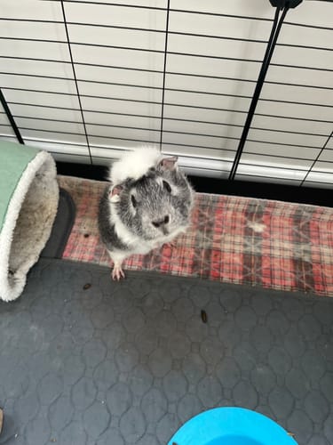 Customer photo review of 5x2 C&C Cage