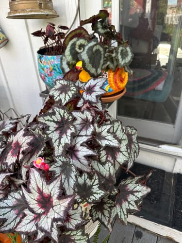 Customer photo review of Plant Food