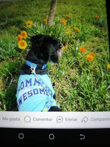 Customer photo review of Bravecto®