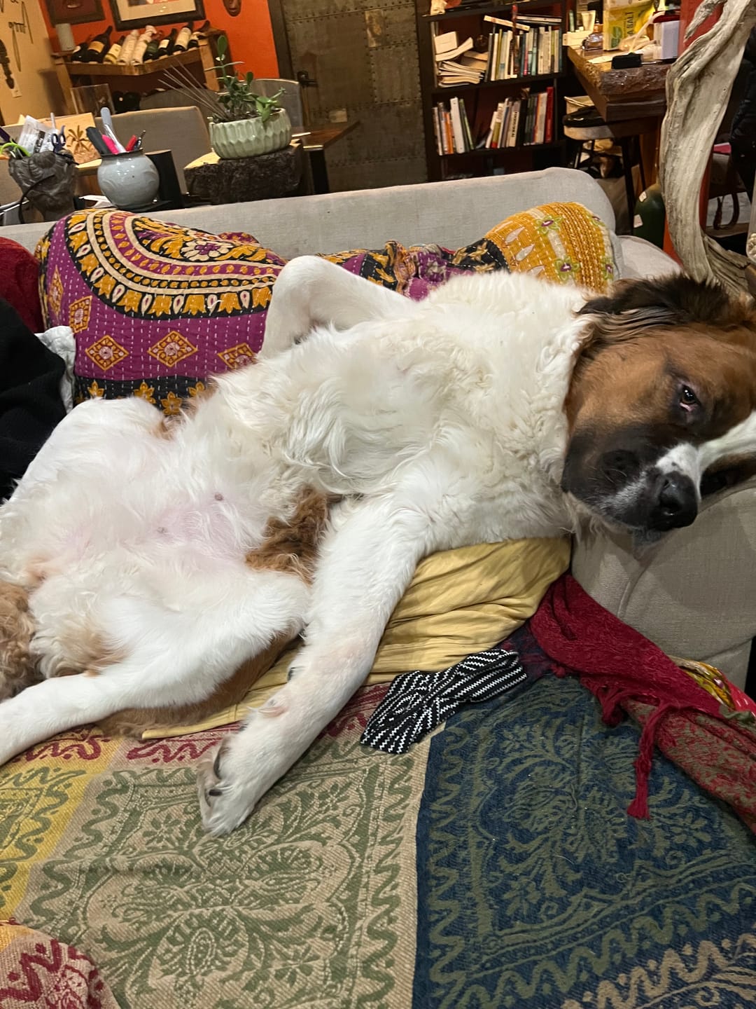 Customer photo review of CANINEDOPHILUS - Probiotics For Dogs
