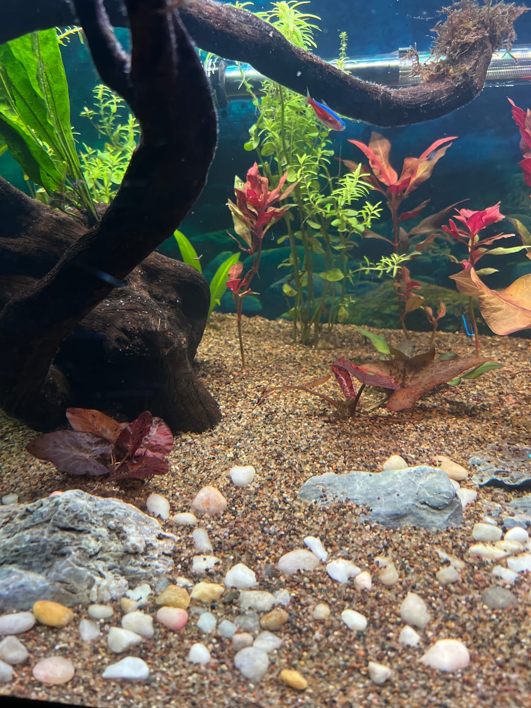 Customer photo review of Red Tiger Lotus "Nymphaea lotus Red" BULB