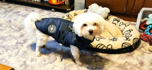 Customer photo review of DoggyKing™ 3 in 1 Jacket