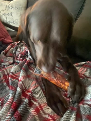 Customer photo review of Smoked Beef Marrow Bone