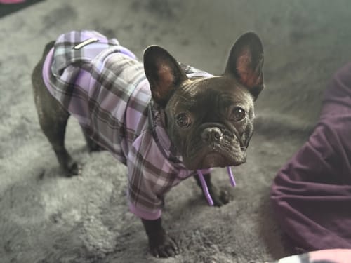 Customer photo review of Purple Plaid Dog Hoodie