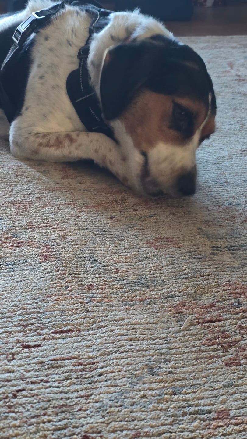 Customer photo review of 2-3 Inch Power Bully Sticks