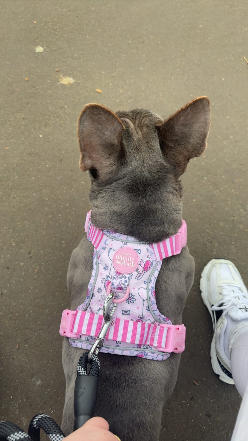 Customer photo review of Disney© Tough Trails™ Harness - Piglet