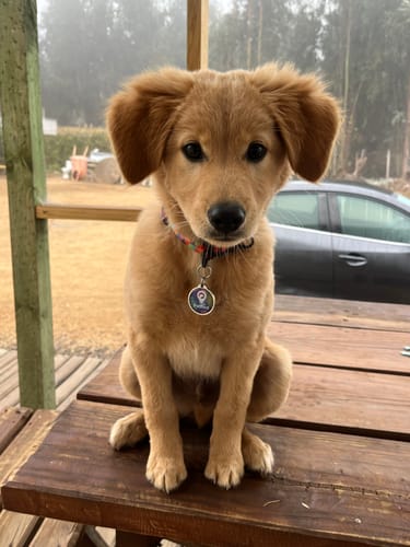 Customer photo review of Placa Tropical Blossom