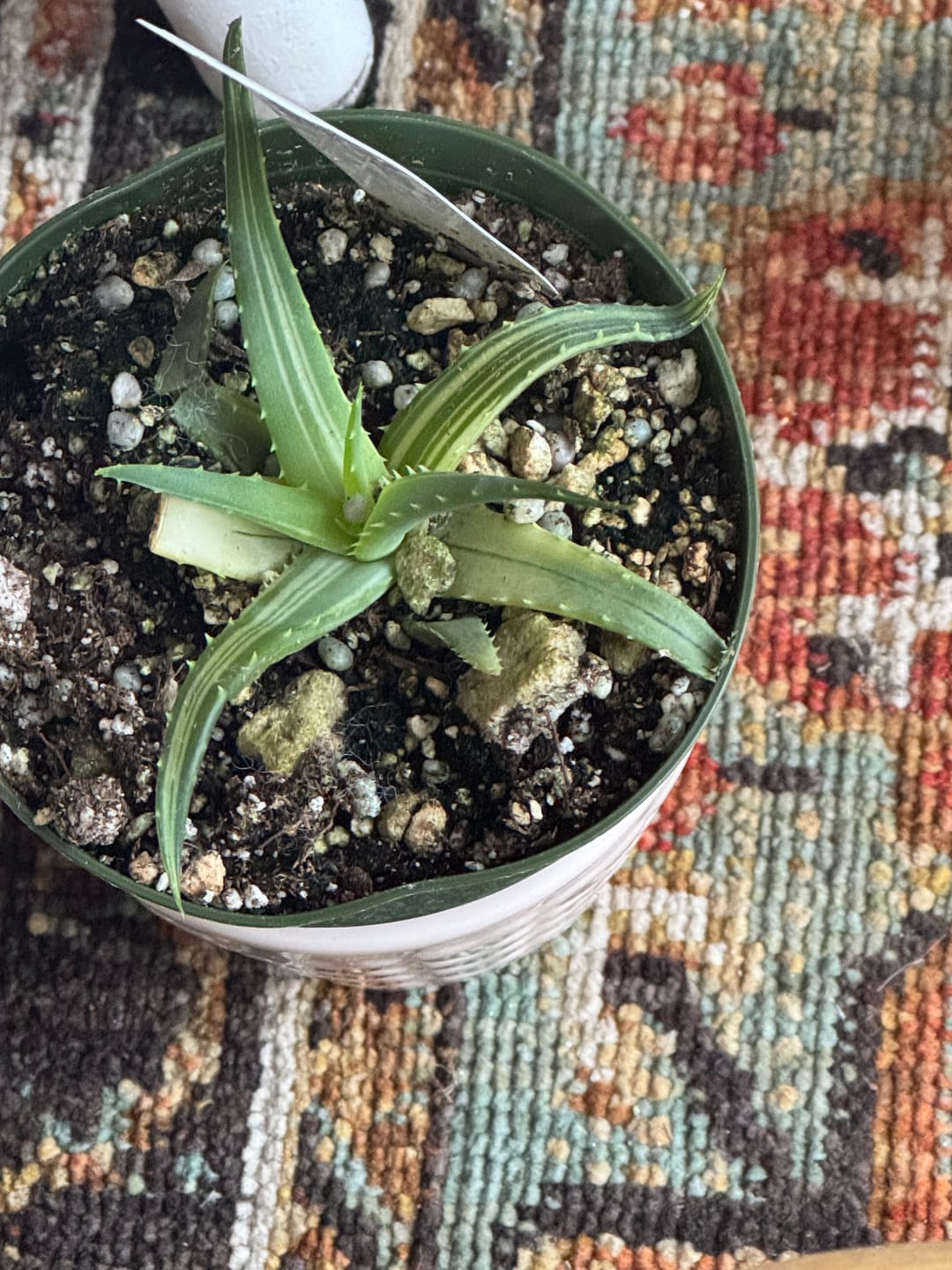 Customer photo review of Aloe ‘Solar Flare’