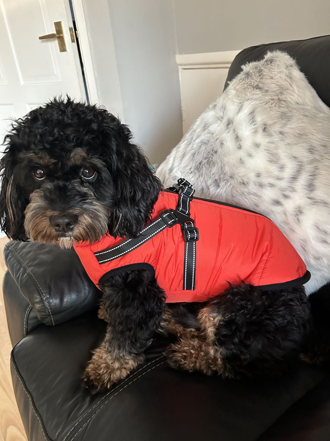 Customer photo review of DoggyKing™ 3 in 1 Jacket