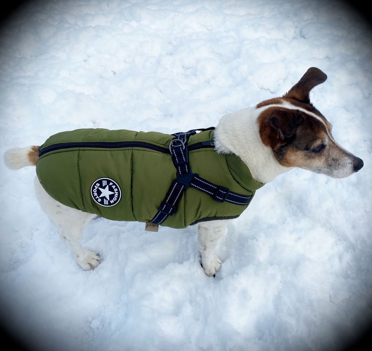 Customer photo review of DoggyKing™ 3 in 1 Jacket