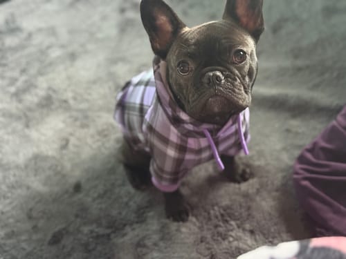 Customer photo review of Purple Plaid Dog Hoodie
