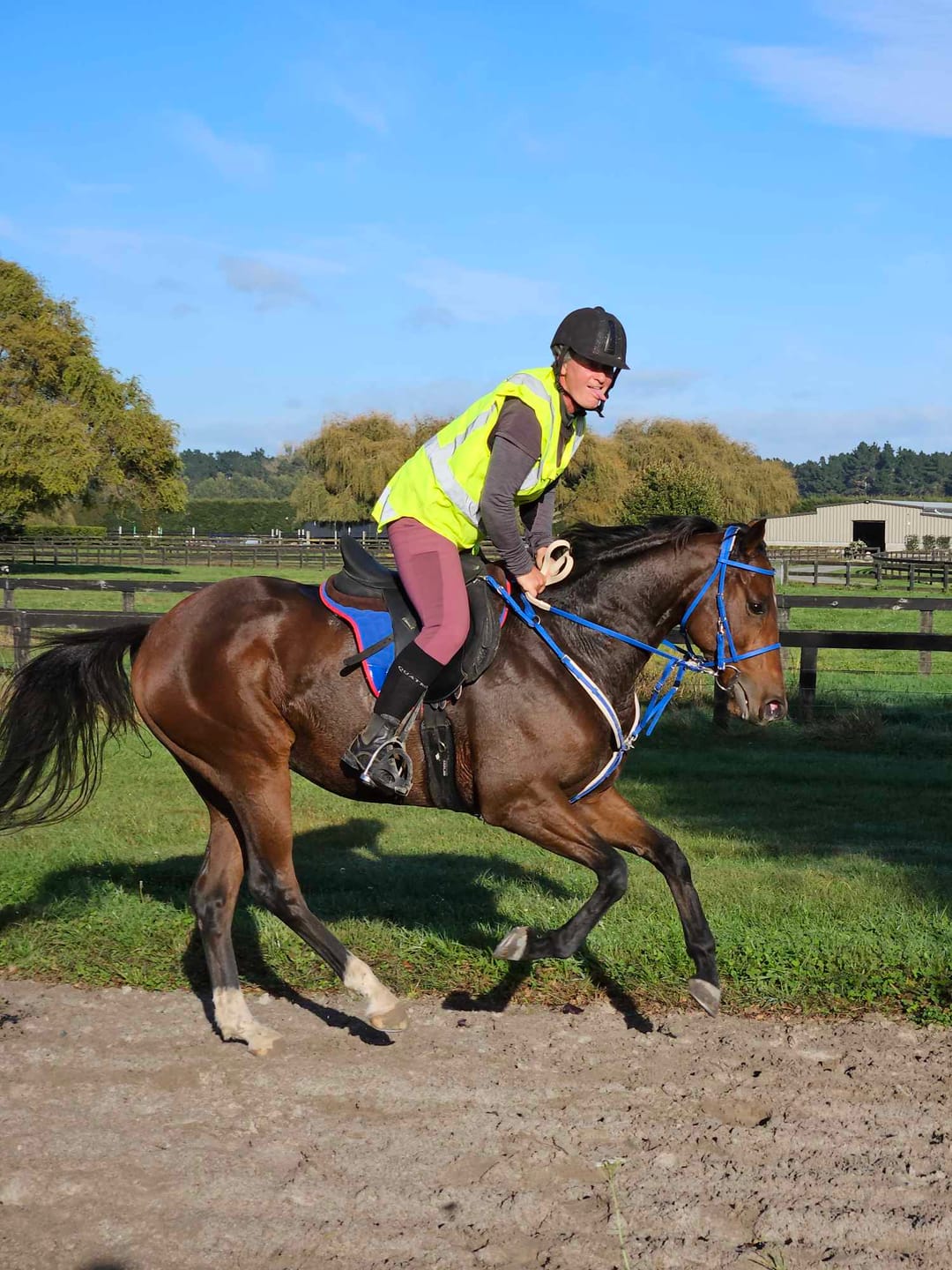 Customer photo review of Digestive EQ - Equine Gut Supplement