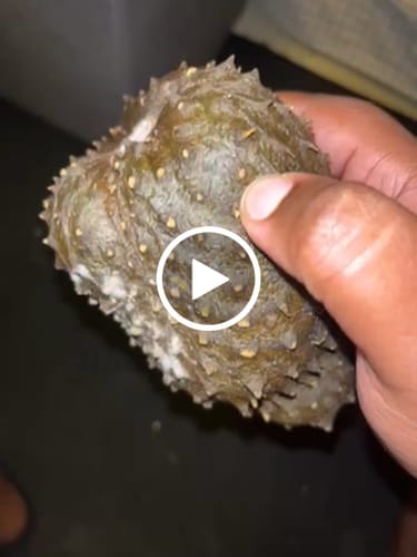 Customer video review of Soursop