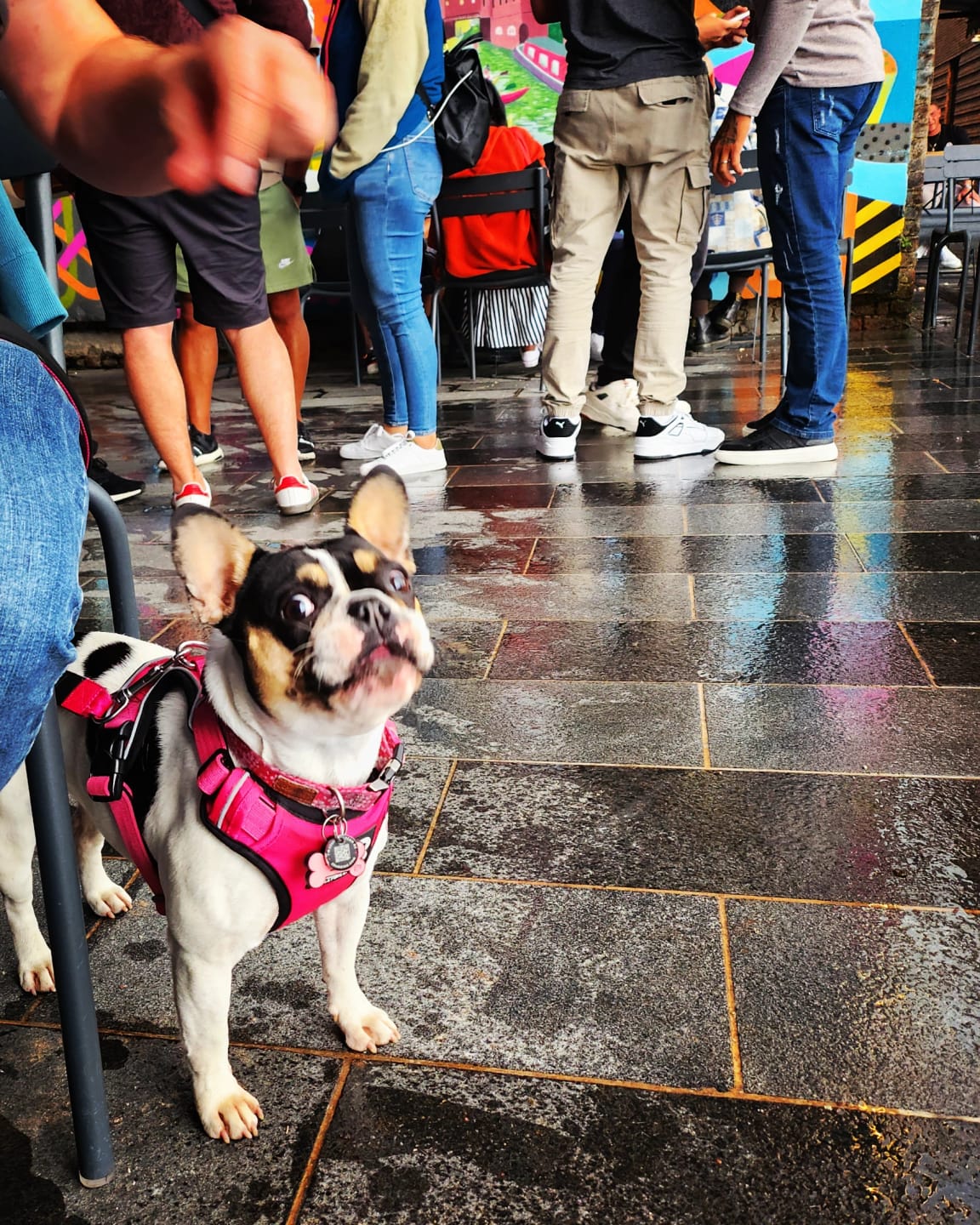Customer photo review of Premium Comfort Harness | Non Restrictive & Adjustable - Magenta