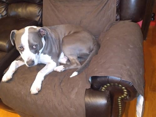 Customer photo review of 1pc Stylish Recliner Sofa Cover with Elastic Edges